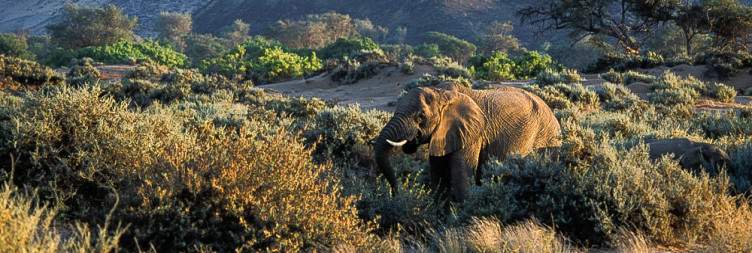 From Etosha National Park to Damaraland