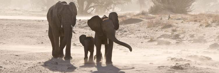 Desert Wildlife and Rhino Tracking