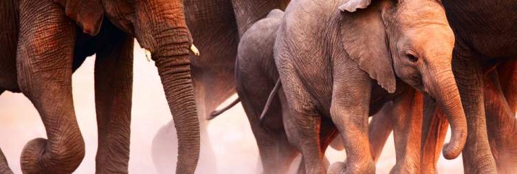Etosha National Park