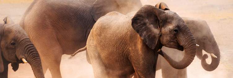 Etosha National Park
