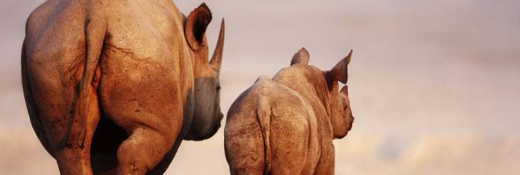 Eastern Etosha National Park