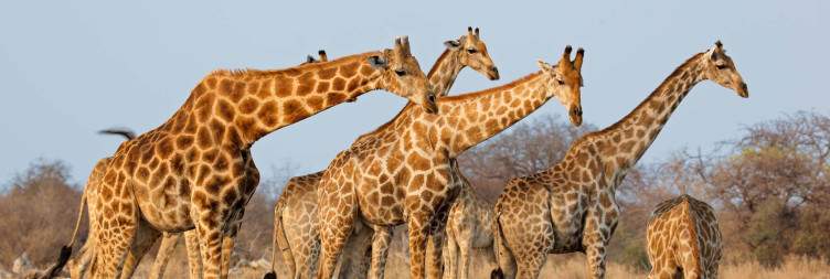 Private Charter Flight to Etosha National Park