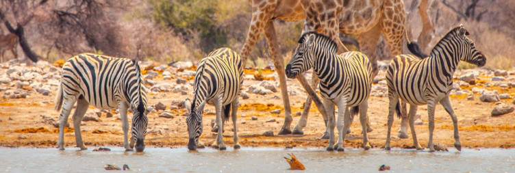 Windhoek to Etosha National Park