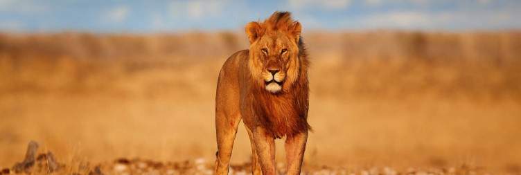 Eastern Etosha Private Guided Wildlife Safari