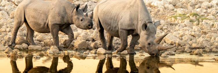 Etosha National Park
