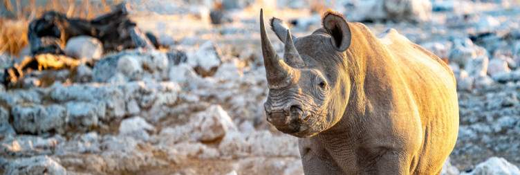 Etosha East