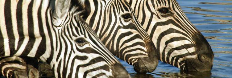 Etosha National Park