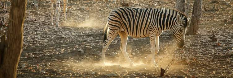 Windhoek - Etosha