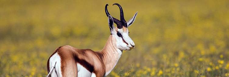 Wildlife of Etosha National Park