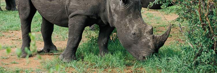 Eastern Etosha National Park