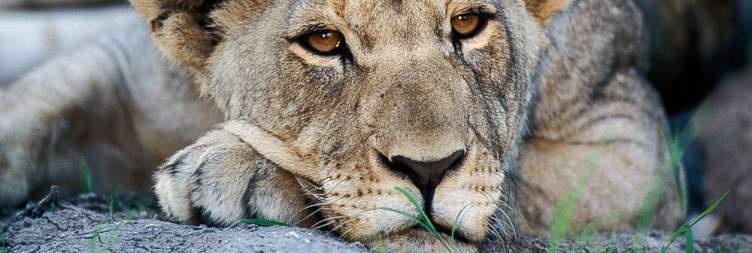 Drive to Etosha National Park