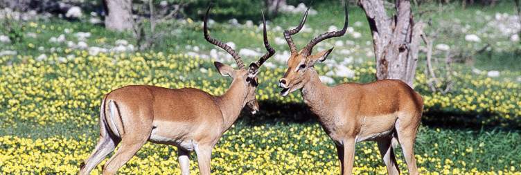 Etosha National Park