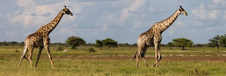 On safari from Little Ongava