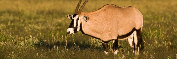 Windhoek to Etosha National Park