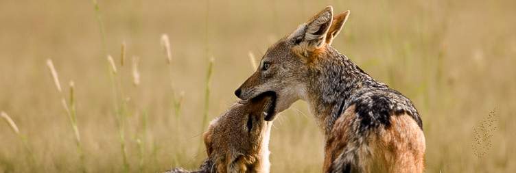 Etosha National Park