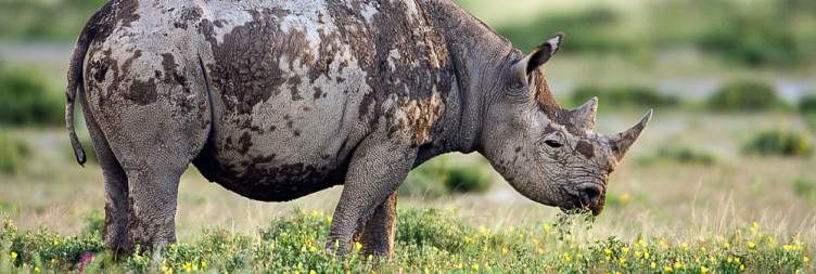 Etosha National Park