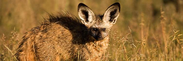 7-Day Namibia - Etosha National Park Self-Drive Safari