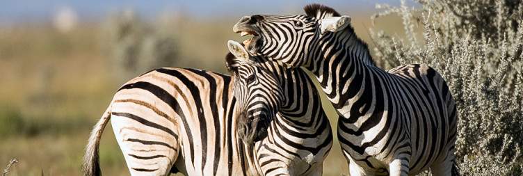 Etosha South