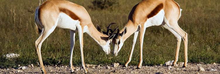 Twyfelfontein - Etosha