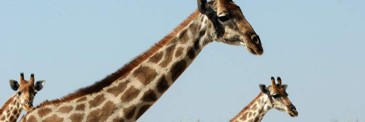Drive to the Central Etosha National Park Region