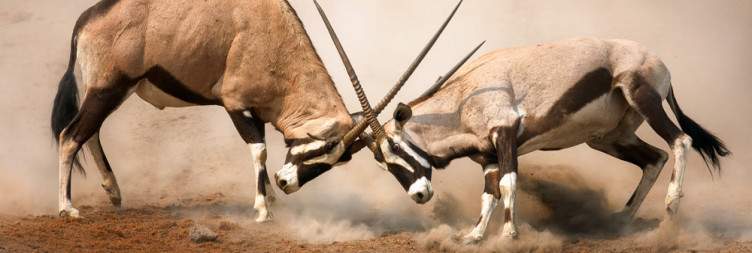 Drive to Etosha National Park