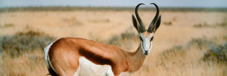 Etosha National Park