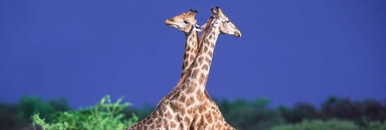 Etosha National Park