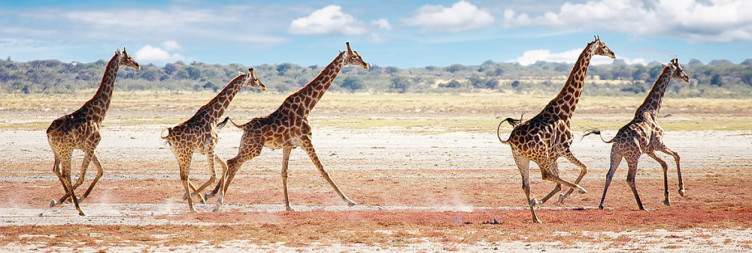 Twyfelfontein to Etosha National Park