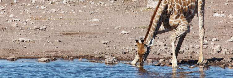On safari in Etosha National Park