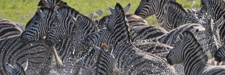 Twyfelfontein to Etosha South