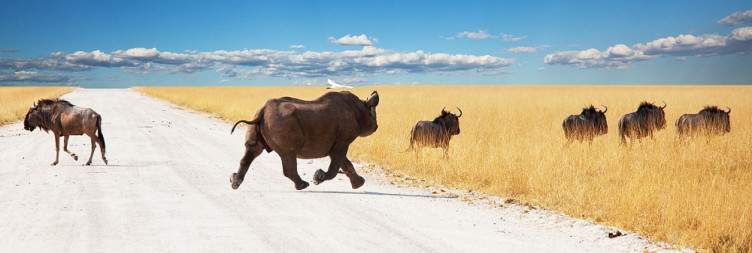 Twyfelfontein and Etosha National Park
