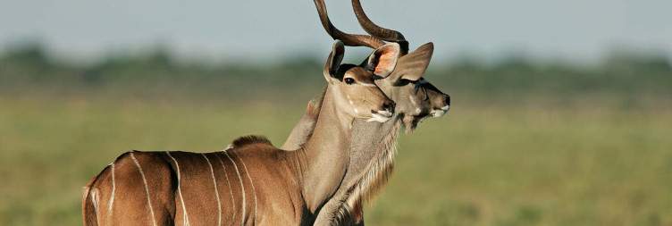 Damaraland to Etosha National Park