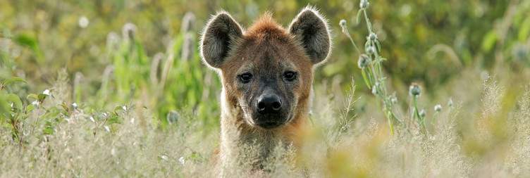 Free Day to Game Drive in Etosha National Park