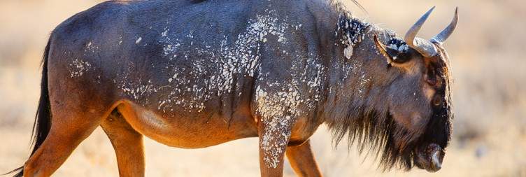 Safari in the Central Part of Etosha National Park