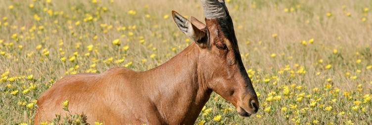 Etosha National Park