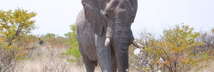 Etosha National Park