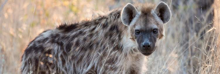 Damaraland - Etosha National Park