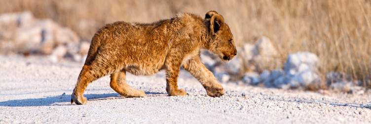 Etosha South