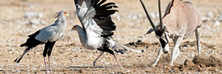 Serra Cafema to Etosha National Park