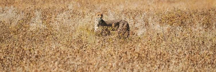 Etosha South to Etosha East
