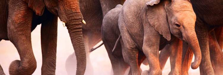 Etosha National Park