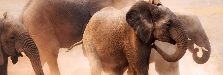 Etosha Relaxation