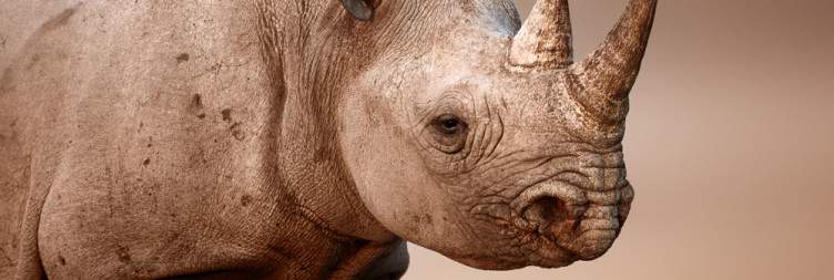 On safari in Etosha and Ongava