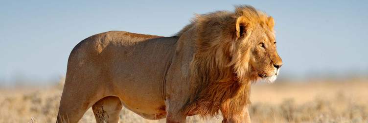 Arrival - Fly to Etosha National Park