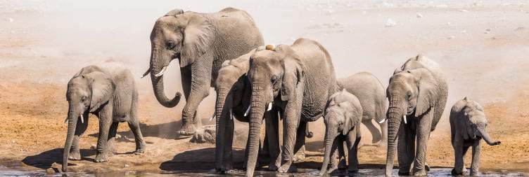 Drive to Etosha National Park
