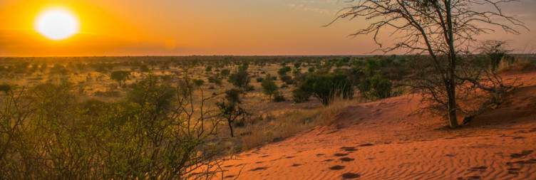 Arrive and drive to the edge of the Kalahari