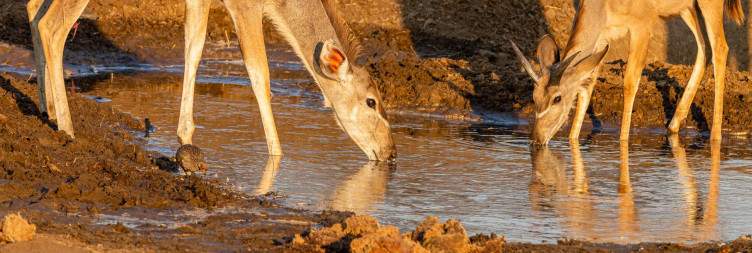 Northern Khaudum Guided Game Drives