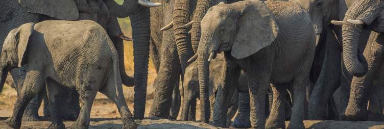 Khaudum National Park-Southern Khaudum Wilderness Safari Experience
