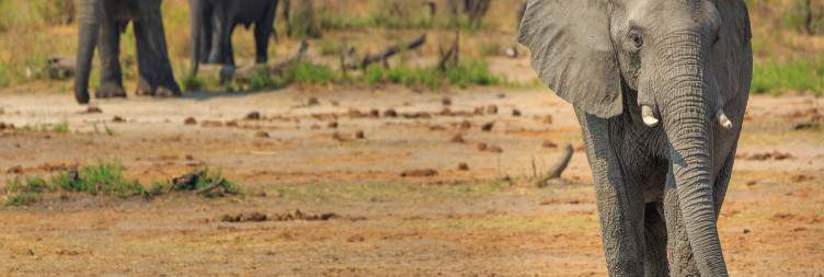 San Cultural Experience & Journey into Khaudum National Park