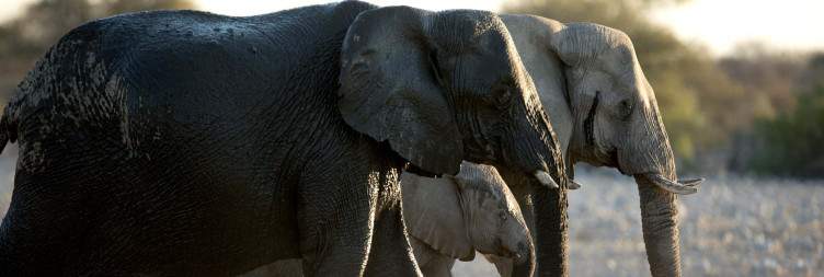 Full-Day Guided Safari Through Khaudum Wilderness